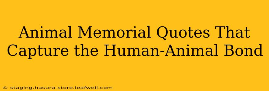 Animal Memorial Quotes That Capture the Human-Animal Bond