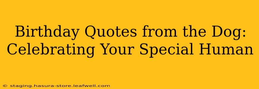 Birthday Quotes from the Dog: Celebrating Your Special Human