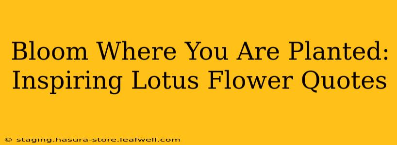 Bloom Where You Are Planted: Inspiring Lotus Flower Quotes