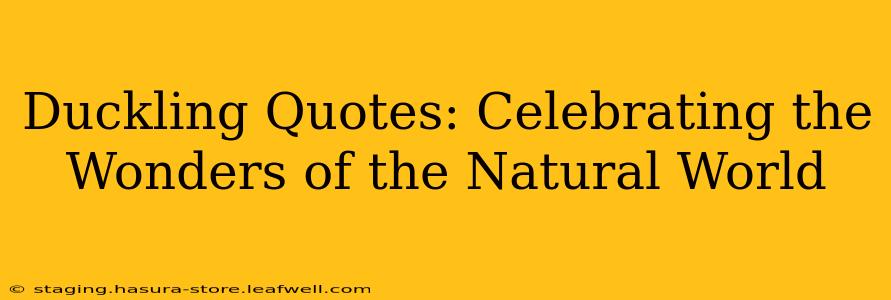 Duckling Quotes: Celebrating the Wonders of the Natural World