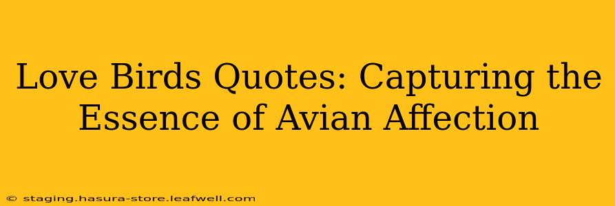 Love Birds Quotes: Capturing the Essence of Avian Affection