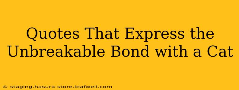 Quotes That Express the Unbreakable Bond with a Cat