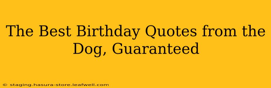 The Best Birthday Quotes from the Dog, Guaranteed