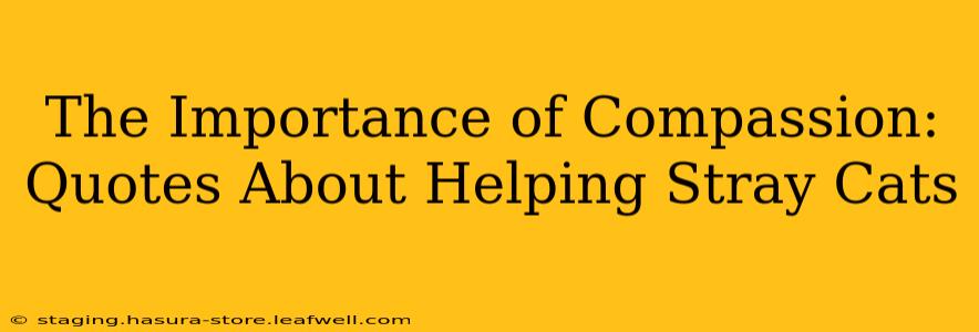 The Importance of Compassion: Quotes About Helping Stray Cats