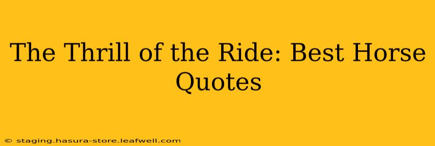 The Thrill of the Ride: Best Horse Quotes